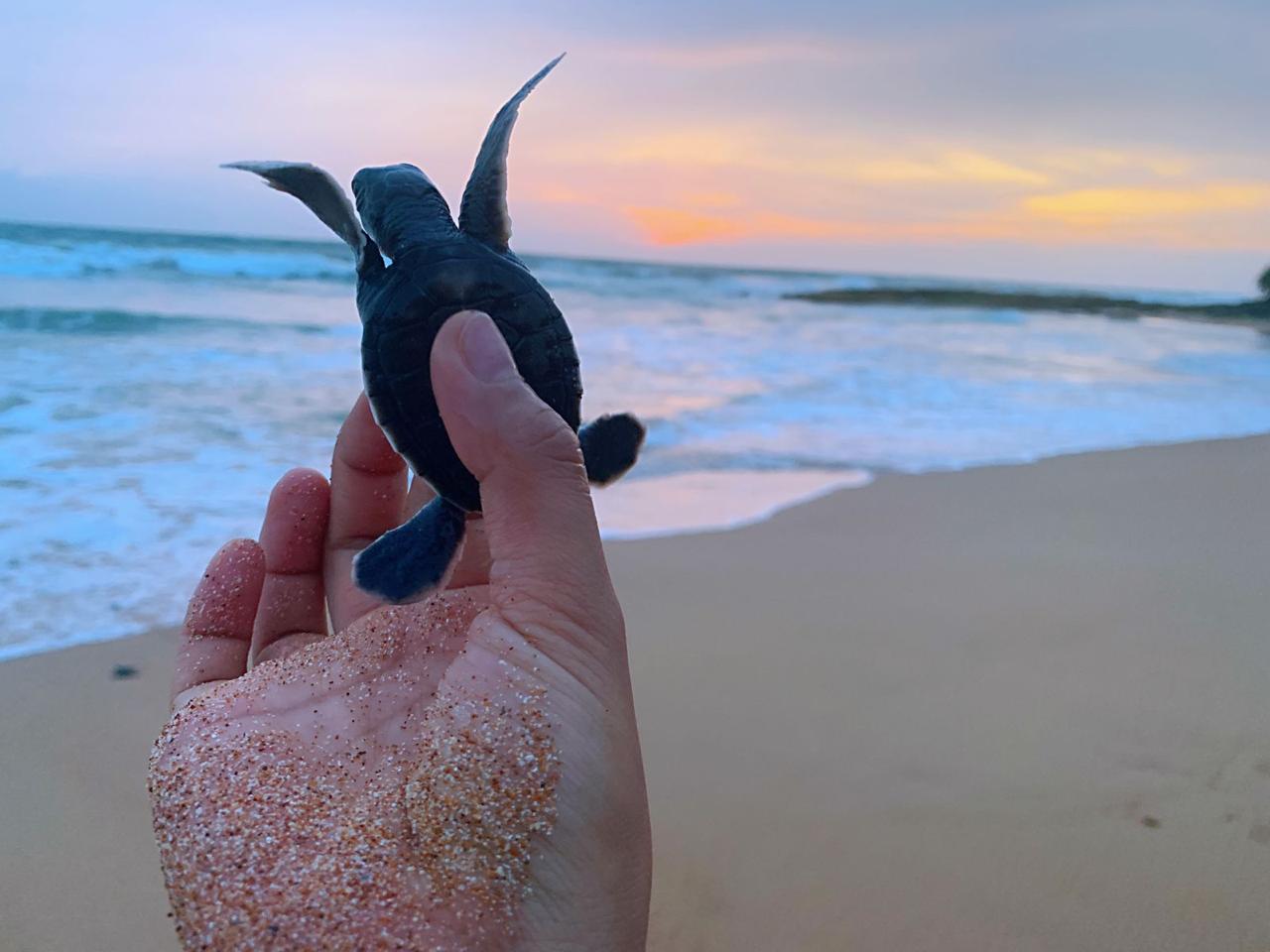 Turtle Conservation Program